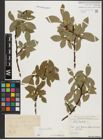Foto von Salix hastata L.